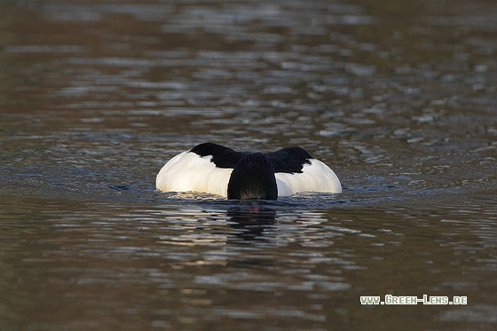 Gänsesäger - Copyright Stefan Pfützke