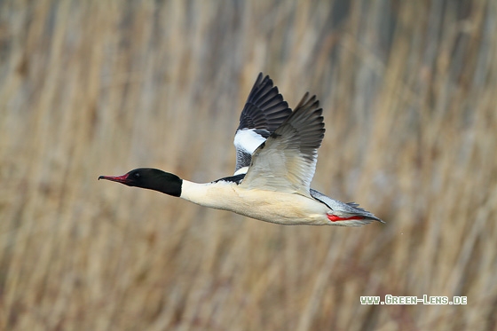 Gänsesäger - Copyright Stefan Pfützke