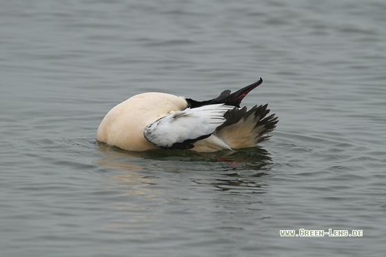 Gänsesäger - Copyright Stefan Pfützke