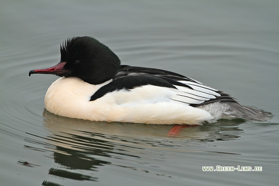 Gänsesäger - Copyright Stefan Pfützke