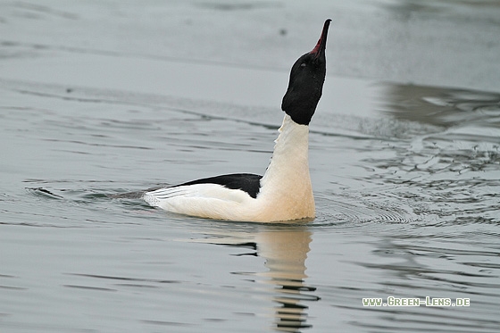 Gänsesäger - Copyright Stefan Pfützke