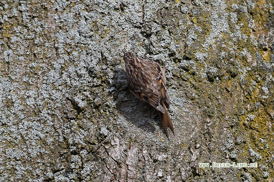 Gartenbaumläufer - Copyright Stefan Pfützke