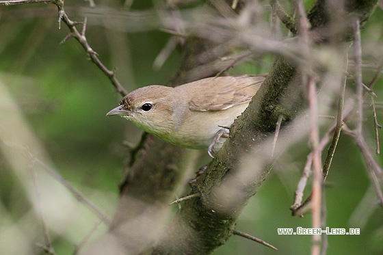 Gartengrasmücke - Copyright Stefan Pfützke