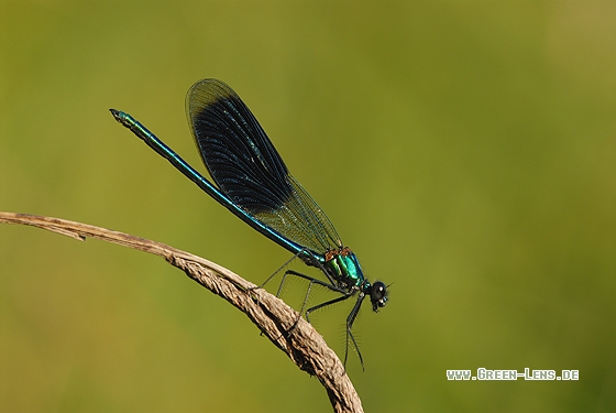 Gebänderte Prachtlibelle - Copyright Christian Gelpke
