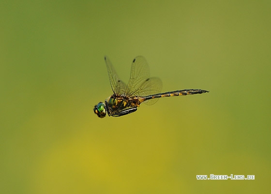 Gefleckte Smaragdlibelle - Copyright Christian Gelpke