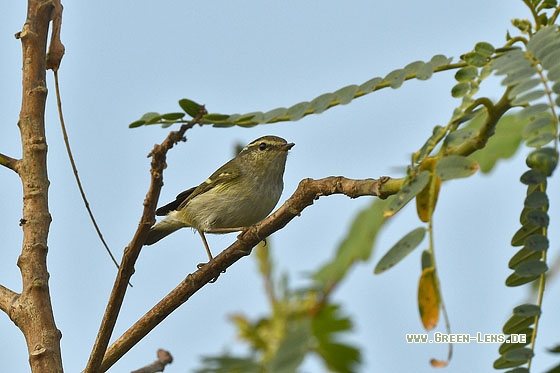 Gelbbrauen-Laubsänger - Copyright Stefan Pfützke