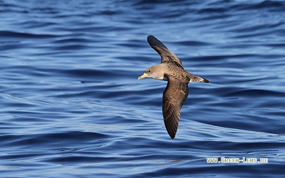Gelbschnabel-Sturmtaucher - Copyright Christoph Moning