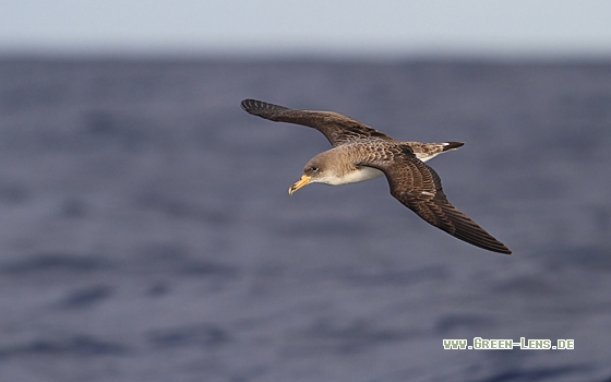 Gelbschnabel-Sturmtaucher - Copyright Christoph Moning