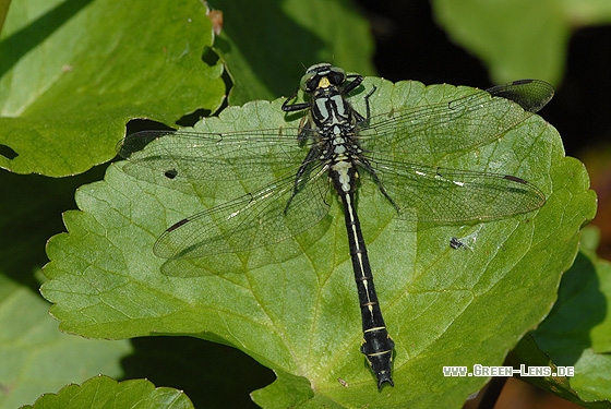 Gemeine Keiljungfer - Copyright Christian Gelpke