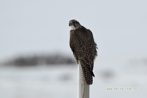 Gerfalke - Copyright Stefan Pfützke
