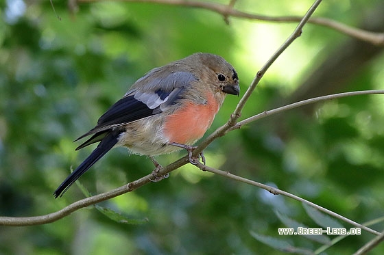 Gimpel - Copyright Stefan Pfützke