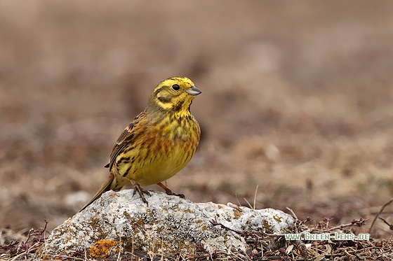 Goldammer - Copyright Stefan Pfützke