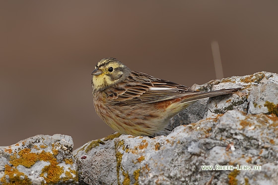 Goldammer - Copyright Stefan Pfützke