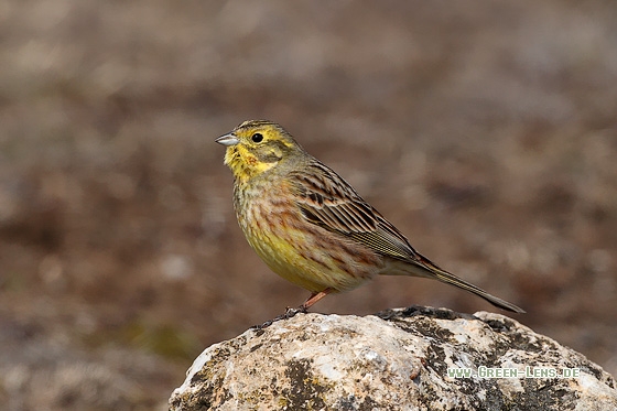 Goldammer - Copyright Stefan Pfützke