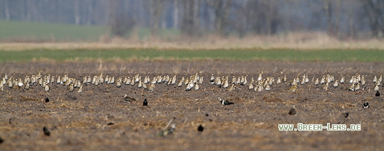 Goldregenpfeifer - Copyright Stefan Pfützke