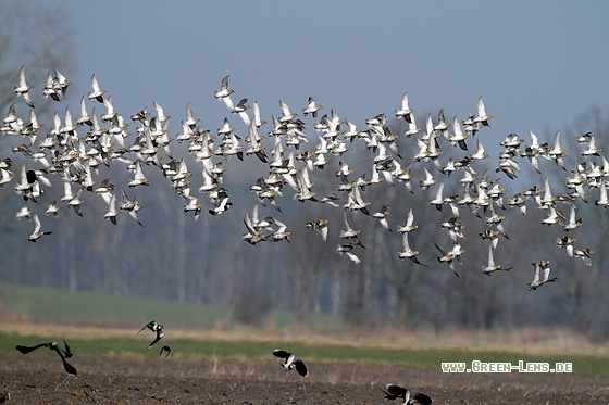 Goldregenpfeifer - Copyright Stefan Pfützke