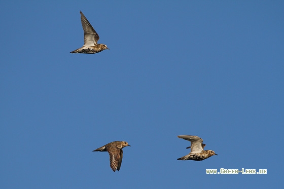 Goldregenpfeifer - Copyright Stefan Pfützke