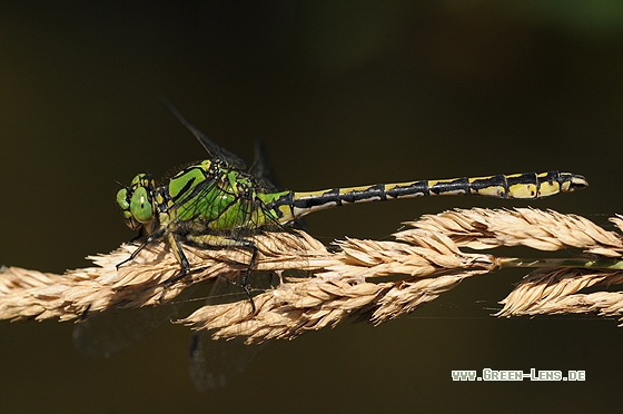 Grüne Keiljungfer - Copyright Christian Gelpke