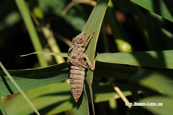 Grüne Keiljungfer - Copyright Christian Gelpke
