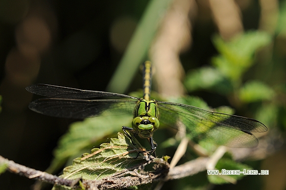 Grüne Keiljungfer - Copyright Christian Gelpke