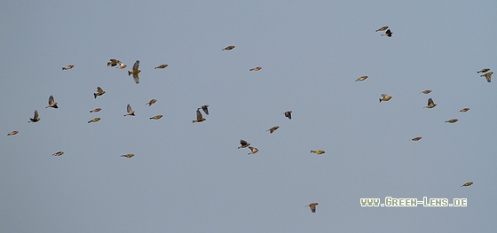 Grünfink - Copyright Stefan Pfützke