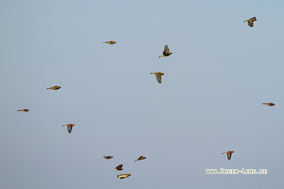 Grünfink - Copyright Stefan Pfützke