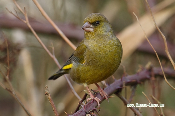 Grünfink - Copyright Stefan Pfützke