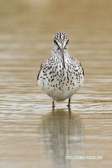 Grünschenkel - Copyright Stefan Pfützke