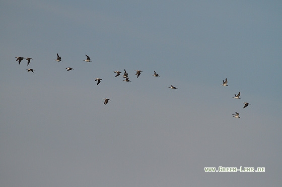 Grünschenkel - Copyright Stefan Pfützke