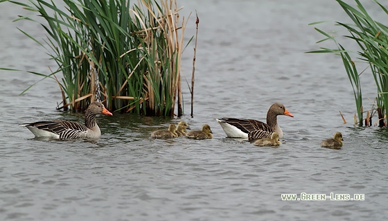 Graugans - Copyright Stefan Pfützke