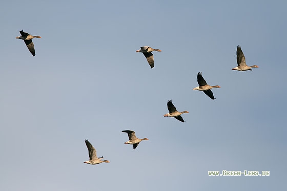 Graugans - Copyright Stefan Pfützke