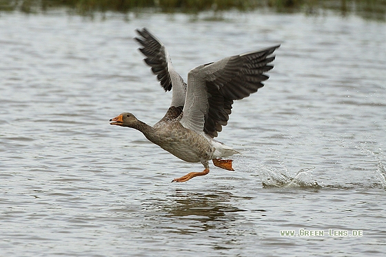 Graugans - Copyright Stefan Pfützke
