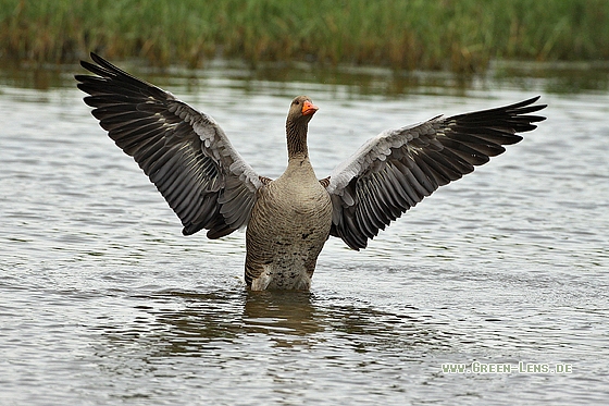 Graugans - Copyright Stefan Pfützke