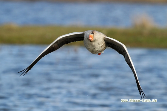 Graugans - Copyright Stefan Pfützke