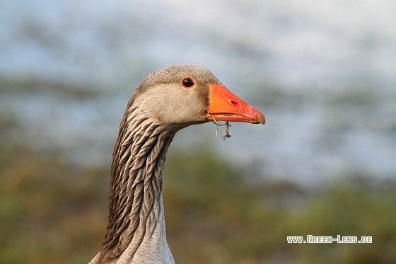 Graugans - Copyright Stefan Pfützke