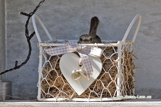 Grauschnäpper - Copyright Stefan Pfützke