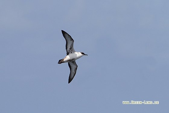 Großer Sturmtaucher - Copyright Christoph Moning