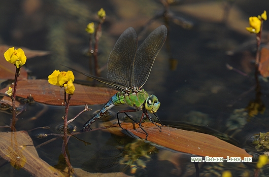 Große Königslibelle - Copyright Christian Gelpke