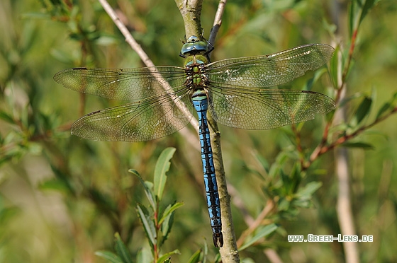 Große Königslibelle - Copyright Christian Gelpke