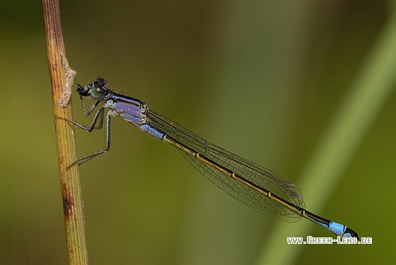 Große Pechlibelle - Copyright Christian Gelpke