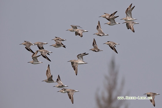 Großer Knutt - Copyright Mathias Putze