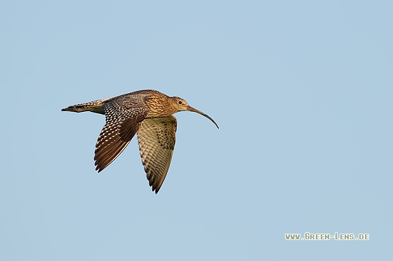 Großer Brachvogel - Copyright Stefan Pfützke
