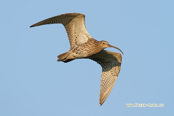 Großer Brachvogel - Copyright Stefan Pfützke