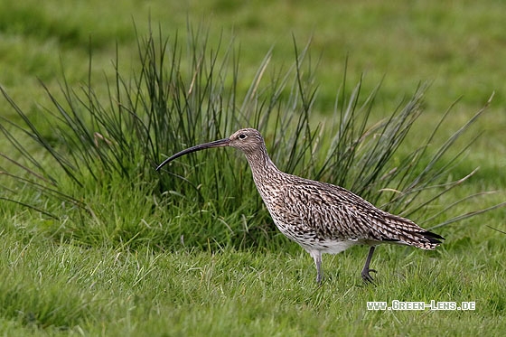 Großer Brachvogel - Copyright Stefan Pfützke