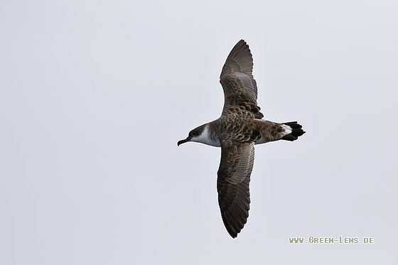 Großer Sturmtaucher - Copyright Stefan Pfützke