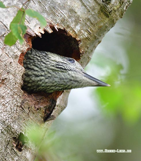 Grünspecht - Copyright