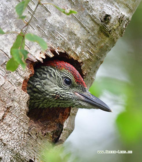 Grünspecht - Copyright