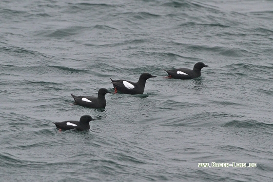 Gryllteiste - Copyright Stefan Pfützke