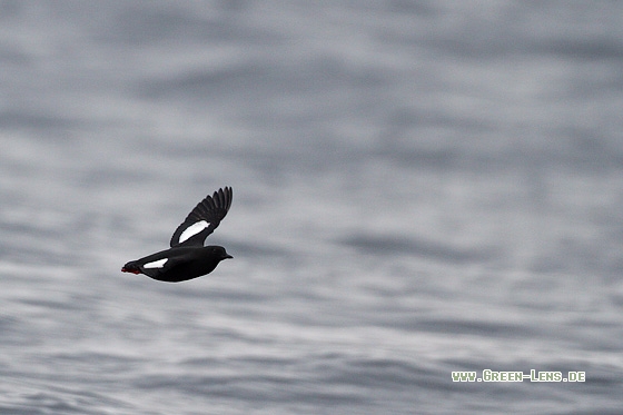 Gryllteiste - Copyright Stefan Pfützke