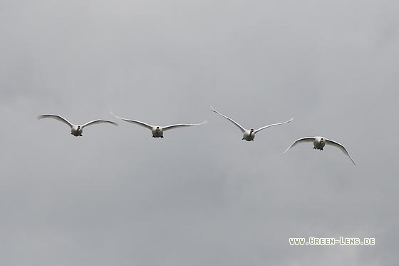 Höckerschwan - Copyright Stefan Pfützke
